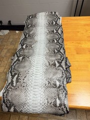 17 foot long Reticulated python skin available