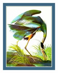 Naturalist Audubon Bird Blue Heron Counted Cross Stitch Chart Pattern
