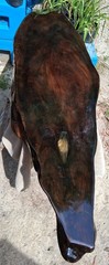 Last One! 2800 Year Old Carbon Dated Sofa Table Desk Sinker Cypress Wood TopOnly