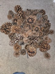 Maine pine cones 2 3/4 Pound Bag Small To Medium Coastal Maine