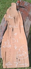 Old Growth Ancient Sinker Cypress Orchid Mount Taxidermy Craft Wood USA Product