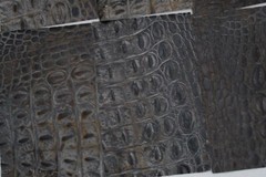 Beautiful TITAN CROC Print Gray and Black Croc Print 5″ x 8″ P6