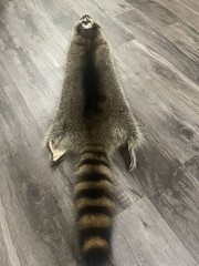 5XL Tanned Raccoon Pelt. Fur Crafts. Home/Cabin Decor. Soft Tanned.