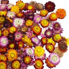 60 Pcs Natural Dried Daisy Flowers Heads Bulk Gerbera Daisies Multicolor Real Su