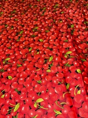Farmer John’s Garden Party Red Cherry by Paintbrush Studio Cotton Fabric 36X42