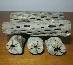 5 THICK pieces of 6″ inch CHOLLA Wood Cactus | Fish, Shrimp Aquarium | Crafts!