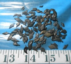 ~ Gar Scales ~ 100+ ~ Dyed Glossy Black ~ Shellcraft ~ Sailor’s Valentines ~