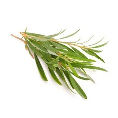 TEA TREE ESSENTIAL OIL AROMATHERAPY GLASS BOTTLE 0.5 OZ 1 OZ