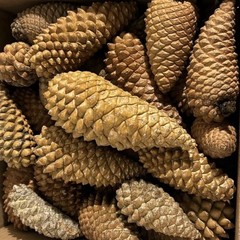 Knob pine cones lot of 20 Various sizes 3”- 7.5”