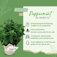 Peppermint Essential Oil (Mentha piperita) 5ml-1gallon Free Shipping